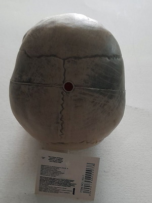 Decorative skull new, plastic