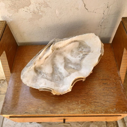 Fossilized giant pearl 35 cm like new