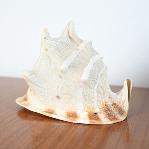 Spider Conch Shell used, natural decorative piece 15 cm