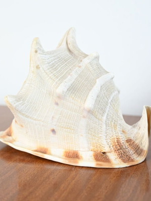 Spider Conch Shell used, natural decorative piece 15 cm