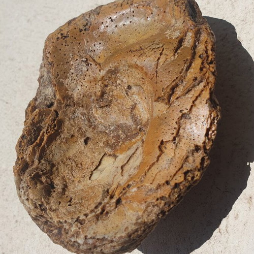 Fossilized Oyster Ostrea soap dish new