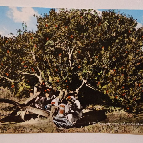 Postcard Chios Pyrgousaines in the Mastic Collection used, color