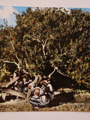 Postcard Chios Pyrgousaines in the Mastic Collection used, color