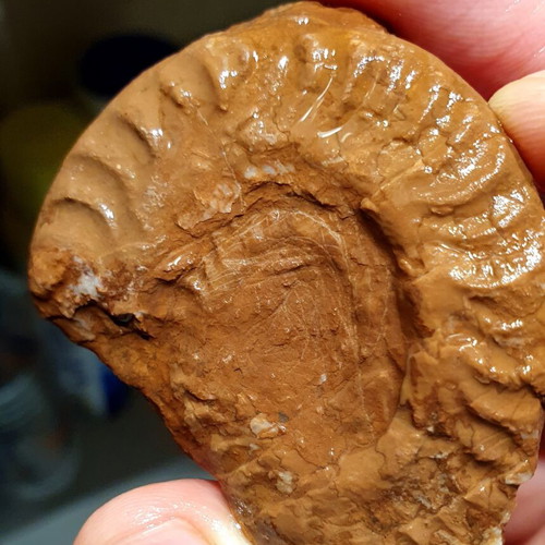 Lot of fossils and rocks from Greece new, educational collection