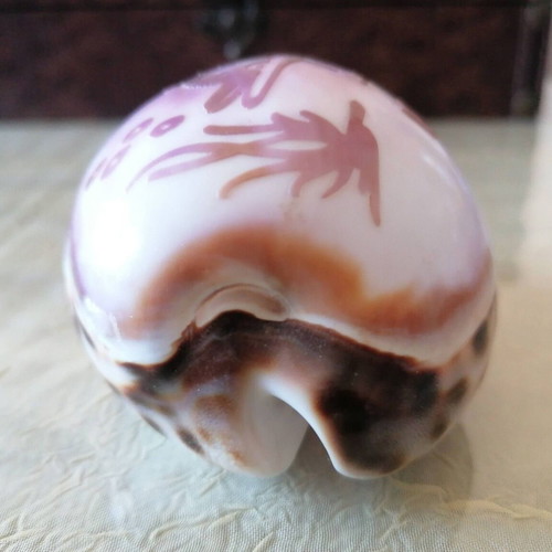 Small Shell #3 Lefkada like new