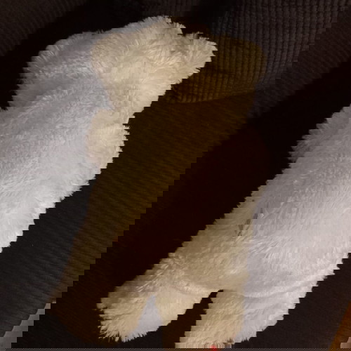 Λούτρινος αρκούδος λευκός με καρδιά μεταχειρισμένος