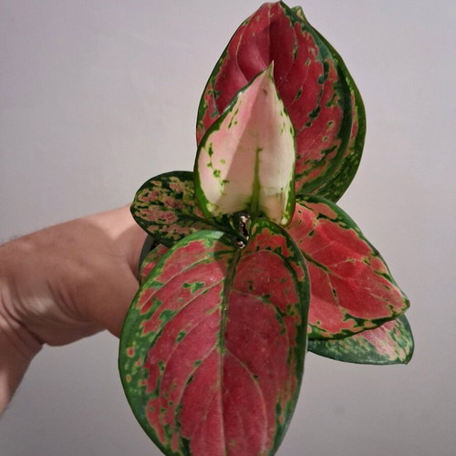 Aglaonema Cherry Baby Plant