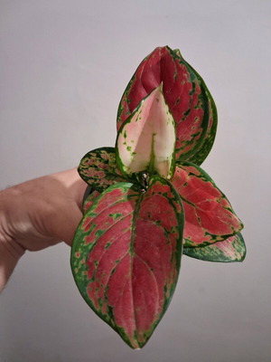 Aglaonema Cherry Baby Plant
