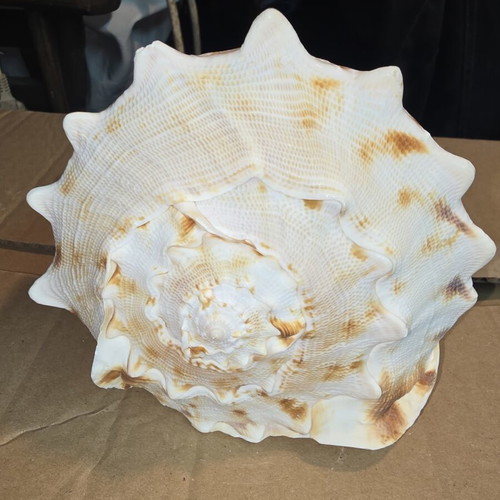 Cassis Cornuta shell used, large natural collectible 15cm