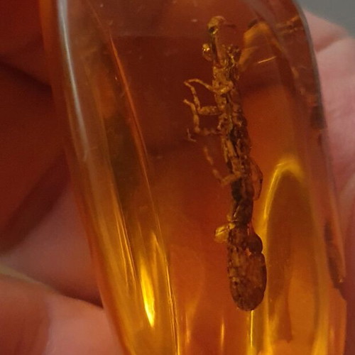 Decorative items with scorpion in resin, new, set of 2 pieces
