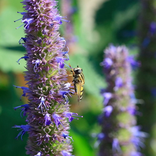 Agastache perennial aromatic plant seeds, pack of 30