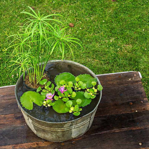 Cyperus Plant in Pot New, Ideal for Home and Garden