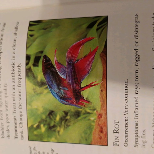 The Betta book like new, care guide for Siamese fighting fish