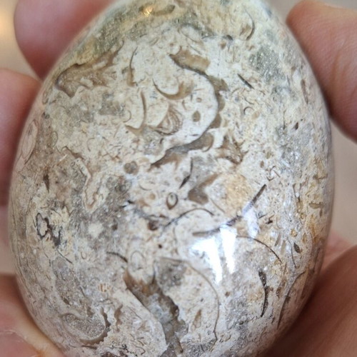 Decorative dinosaur egg from fossil limestone, new