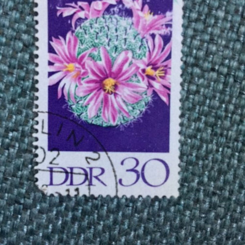 Germany GDR stamp used, Mammillaria boolii cactus flower