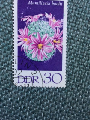 Germany GDR stamp used, Mammillaria boolii cactus flower