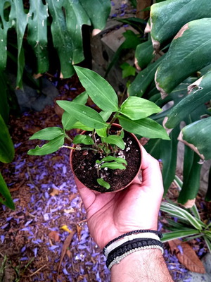 Asiatic Dayflower new ornamental plant with blue flowers