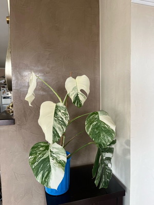 Monstera Albo Albino Thai Indoor Plant new