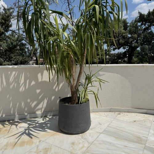 Gray concrete planter used