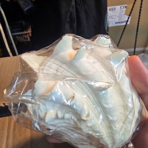 Large Lambis Chiragra Seashell like new, collectible decoration
