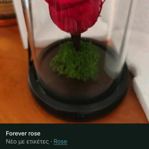 Forever rose new, in its box