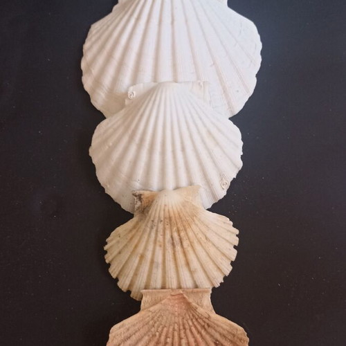 Natural Scallop Shells Set of 4 Like New