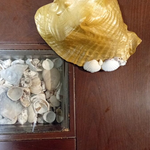 Vintage large seashell with artistic intervention like new