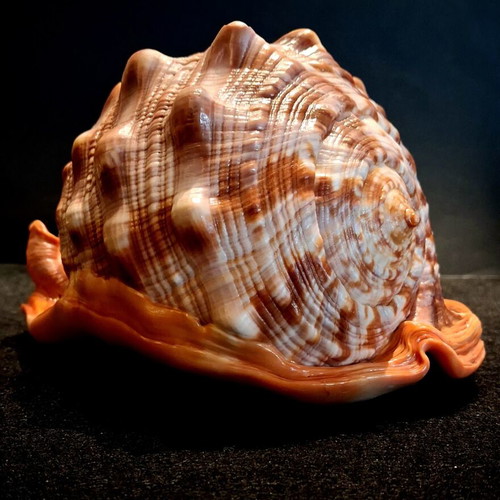 Cypraecassis rufa shell new, tropical bullmouth cameo specimen