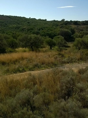 Αγροτεμάχια 13 στρεμμάτων με συκεόδεντρα και ελαιόδεντρα στη Λακωνία