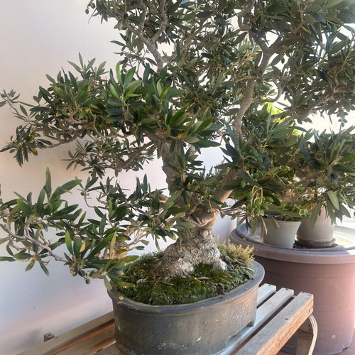 Bonsai Olive Tree Over 100 Years Old