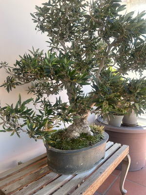 Bonsai Olive Tree Over 100 Years Old
