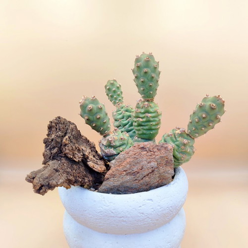 Mini desert landscape with Tephrocactus articulatus, new