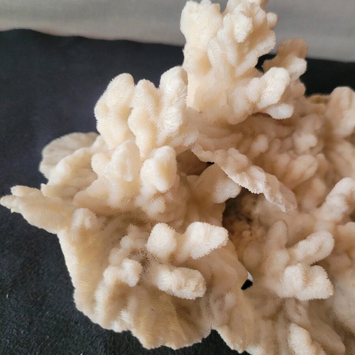 White coral like new