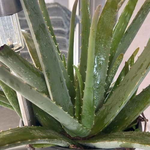 Aloe Vera offshoots new -  1,50 - Vendora.cy