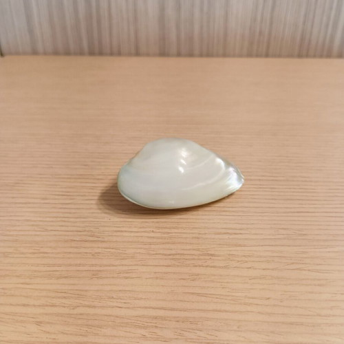 Natural polished mother-of-pearl shell