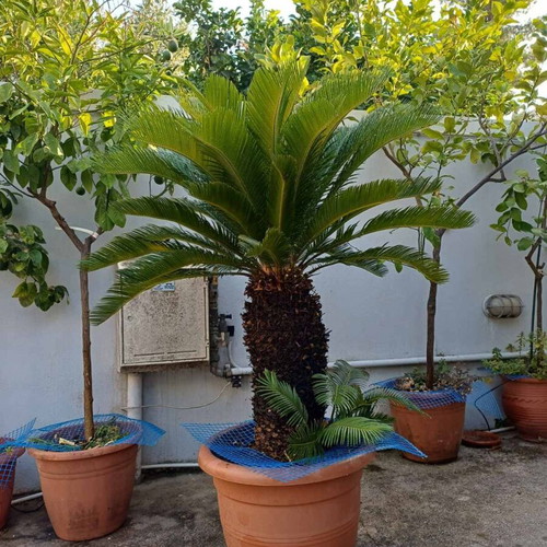 Cycas Revoluta large plant like new, height 1.40 m, trunk circumference 80 cm