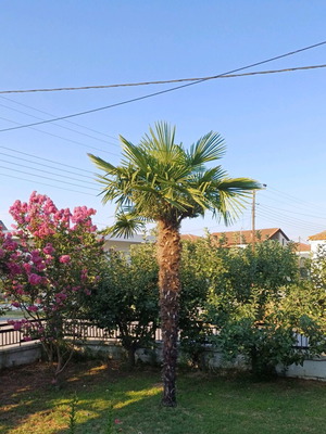 Natural palm tree 4.5 meters new healthy plant