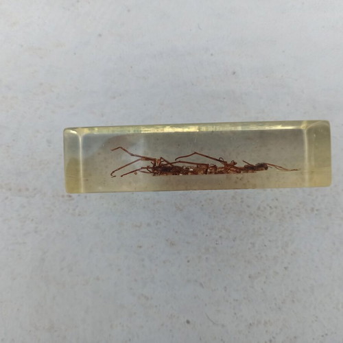 Scutigera insect from National Geographic series with book like new