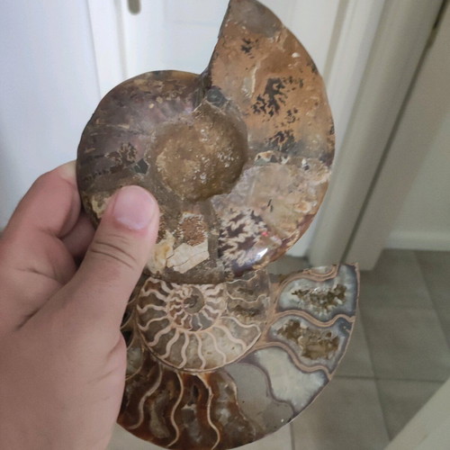 AMMONITE FOSSILS FOR SALE – CUT & POLISHED (MADAGASCAR)