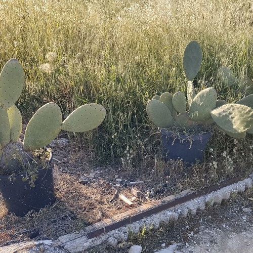 Prickly Pear Cactus in Pot, Like New, Medium Size 0.8m-1m Height