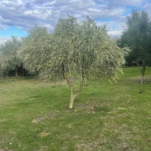 Olive Grove Land 10,000 m² with 119 Healthy Trees in Aetolia-Acarnania
