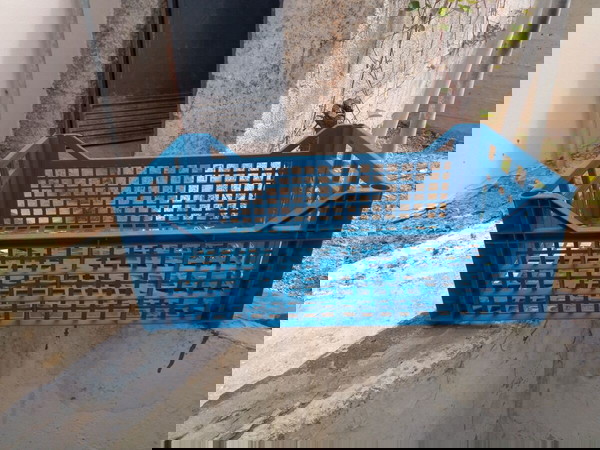 plastiko telaro disiro