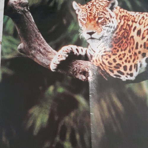 Disney Mickey Mouse poster used, 60x47, tropical animals