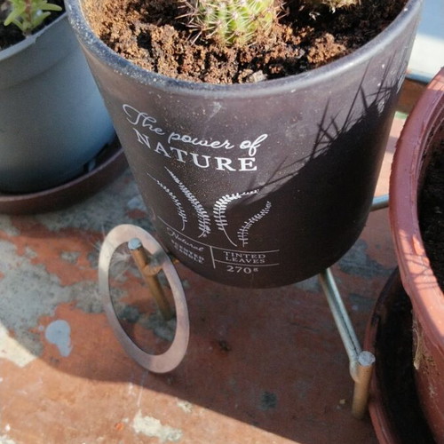 Σετ 4 μικροί σφαιρικοί κάκτοι Echinopsis με πυκνές αγκαθιές σε διακοσμητική γλάστρα
