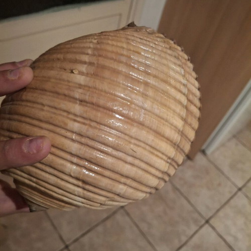 Rare sea shells like new, Bourou, Tona, Charonia