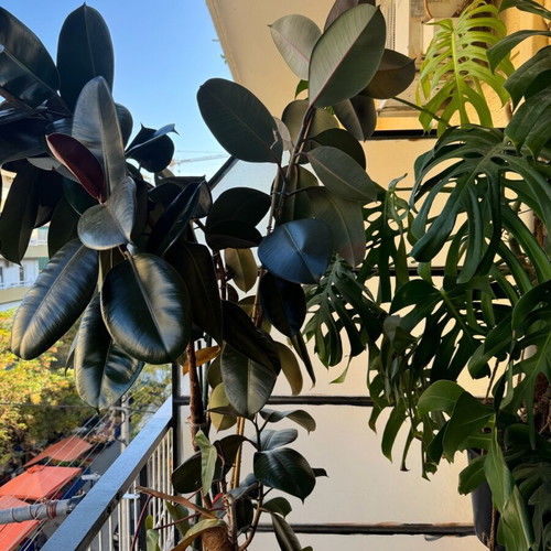 Ficus plant black like new