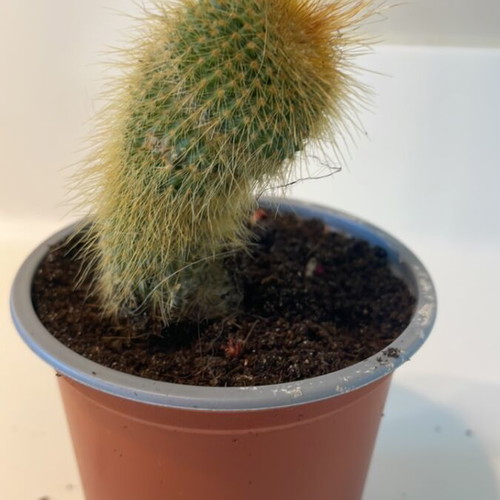 Cleistocactus cactus 7cm height new