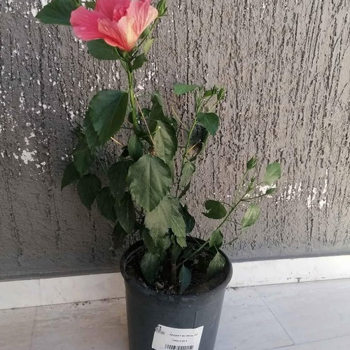Red Hibiscus new, fresh and carefully cultivated plant