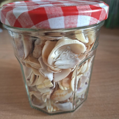 Vase with seashells new, decorative or craft use