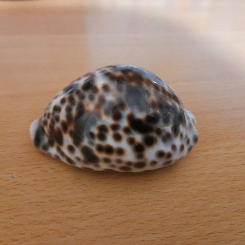 Cypria Tiger Shell 9cm like new, rare find